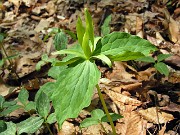 Trillium luteum 0017