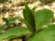 Trillium luteum 0019