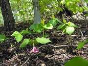 Trillium luteum 0020