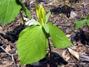 Trillium luteum 0021