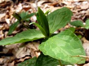 Trillium luteum 0022