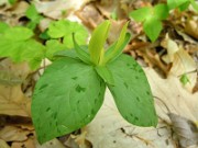 Trillium luteum 0023