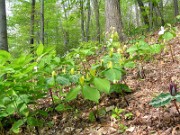 Trillium luteum 0024