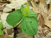 Trillium luteum 0025
