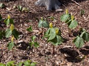 Trillium luteum 0026