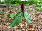 Trillium maculatum 0019