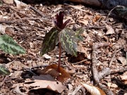 Trillium maculatum 0023