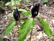 Trillium oostingii 0003