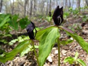 Trillium oostingii 0004