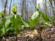 Trillium oostingii 0010