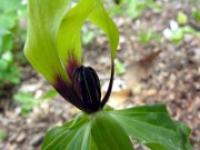 Trillium oostingii 0032