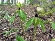 Trillium oostingii 0037