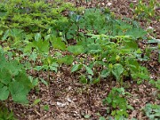 Trillium oostingii 20100002