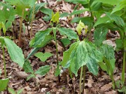 Trillium oostingii 20100004