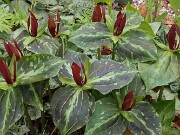 Trillium aff. radiatum 20250416 0001