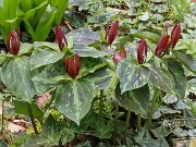 Trillium aff. radiatum 20250416 0002