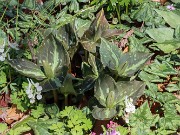Trillium radiatum 20240329 0001