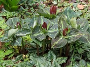 Trillium radiatum 20240410 0001
