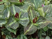 Trillium radiatum 20240410 0002