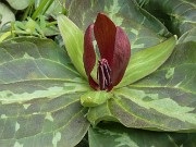 Trillium radiatum 20240410 0003