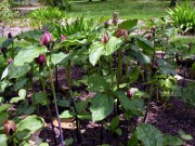 Trillium recurvatum 0005