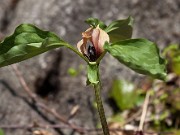 Trillium recurvatum 0012