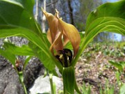 Trillium recurvatum 0015