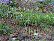 Trillium recurvatum 20140427 0006