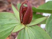 Trillium sessile 0001