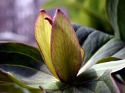 Trillium sessile 0006