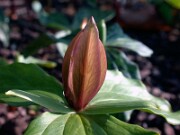 Trillium sessile 0028