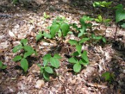 Trillium sessile 0029