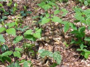 Trillium stamineum 0006