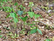 Trillium stamineum 0013