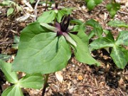 Trillium stamineum 0014