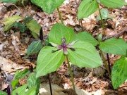 Trillium stamineum 0015