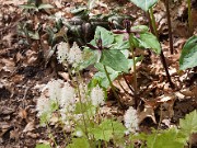 Trillium stamineum 20100005