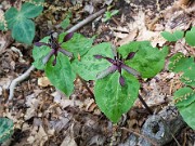 Trillium stamineum 20100007