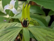 Trillium tennesseense 20250427 0001