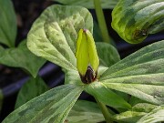 Trillium tennesseense 20250427 0003