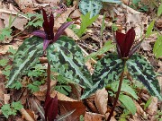 Trillium aff. underwoodii ex Bleckley Co. Ga. 20250416 0001