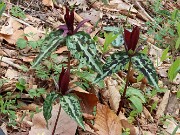 Trillium aff. underwoodii ex Bleckley Co. Ga. 20250416 0002