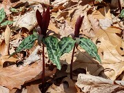 Trillium aff. underwoodii ex Bleckley Co. Ga. 20250416 0003