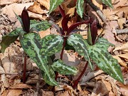 Trillium aff. underwoodii ex Bleckley Co. Ga. 20250416 0004