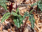 Trillium aff. underwoodii ex Bleckley Co. Ga. 20250416 0005