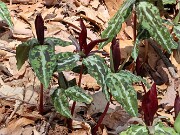 Trillium aff. underwoodii ex Bleckley Co. Ga. 20250416 0006