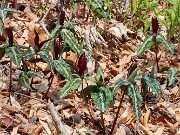 Trillium aff. underwoodii ex Bleckley Co. Ga. 20250416 0007