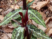 Trillium aff. underwoodii ex Bleckley Co. Ga. 20250416 0008