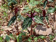 Trillium aff. underwoodii ex Bleckley Co. Ga. 20250416 0009