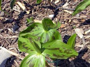 Trillium viride 0004